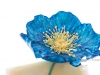 fondant-flinger-blue-poppy-flower-cake-14