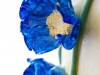 fondant-flinger-blue-poppy-flower-cake-18