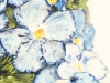 pansy2