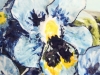 pansy5