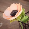 FondantFlingerAnemone2
