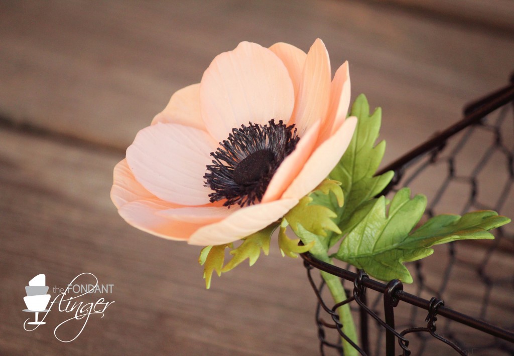 FondantFlingerAnemone2
